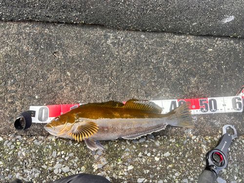 アブラコの釣果