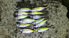 アジの釣果