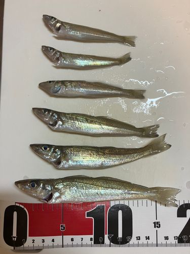 本牧海づり施設