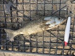 セイゴ（マルスズキ）の釣果