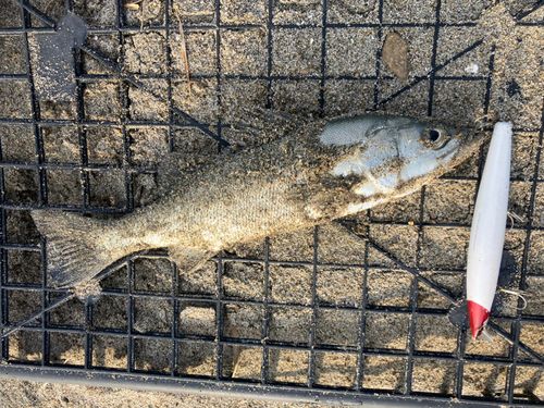 セイゴ（マルスズキ）の釣果