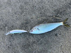 コノシロの釣果