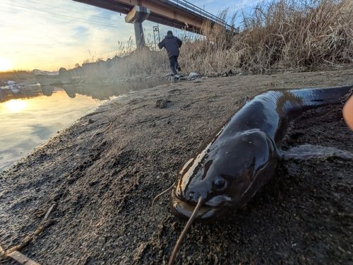 ニホンナマズの釣果