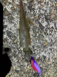 ヤリイカの釣果