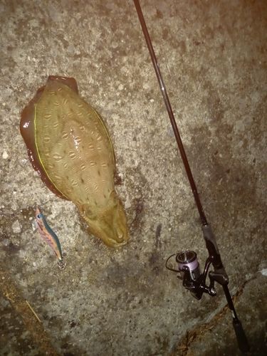 コウイカの釣果