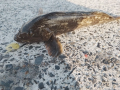 アイナメの釣果