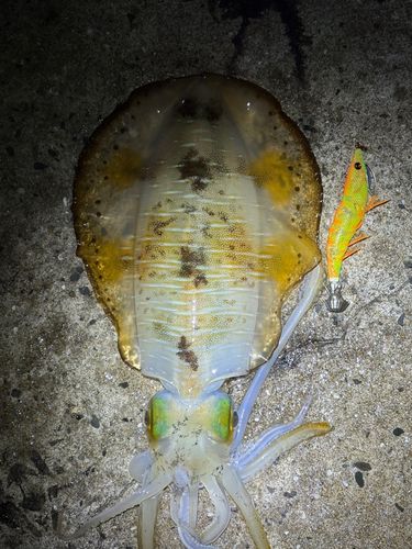 アオリイカの釣果