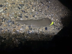 シタビラメの釣果