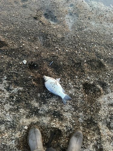 ヘラブナの釣果