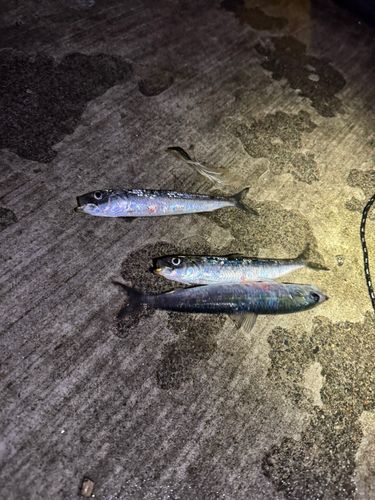 函館漁港（入船漁港）