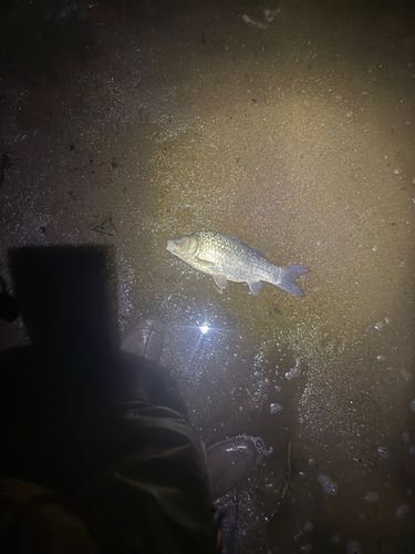 ヘラブナの釣果