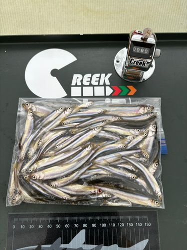 ワカサギの釣果