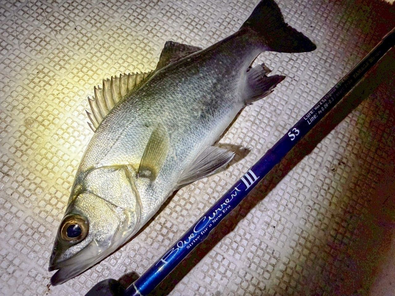 セイゴ（ヒラスズキ）