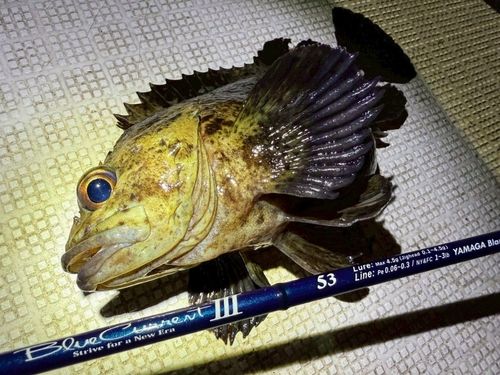 ムラソイの釣果