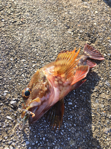 アラカブの釣果