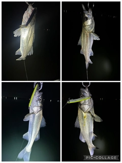 シーバスの釣果