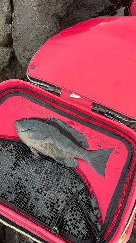 クチブトグレの釣果