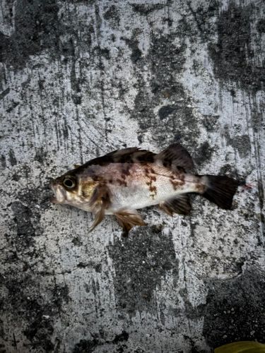 シロメバルの釣果