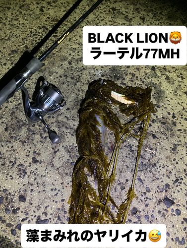 ヤリイカの釣果