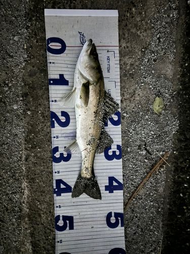 フッコ（マルスズキ）の釣果