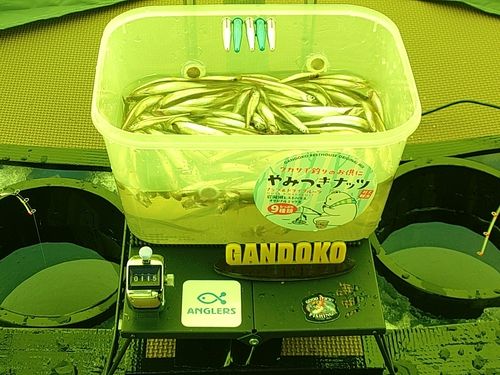 ワカサギの釣果