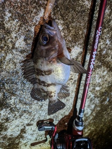 メバルの釣果