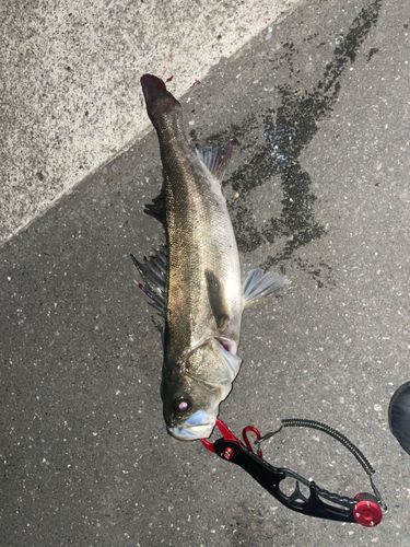 セイゴ（マルスズキ）の釣果