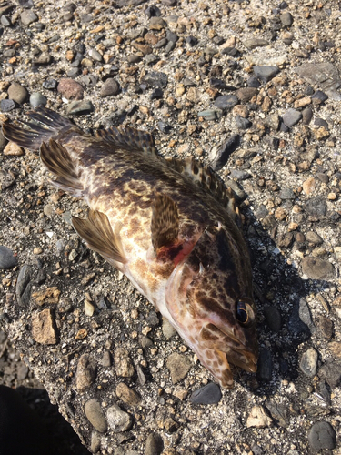 タケノコメバルの釣果