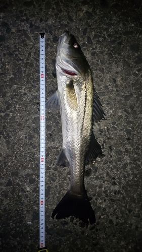 シーバスの釣果