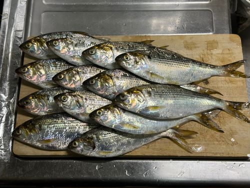 東京湾（アクアライン〜富津）