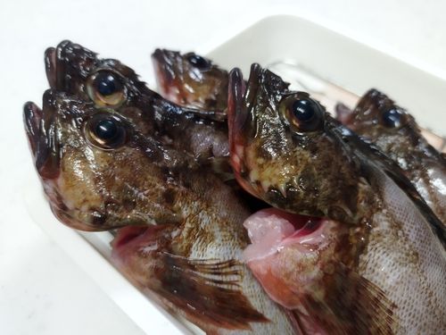 カサゴの釣果