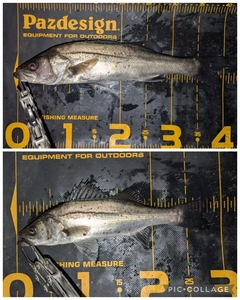 シーバスの釣果