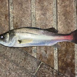 セイゴ（マルスズキ）