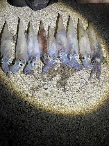 ササイカの釣果