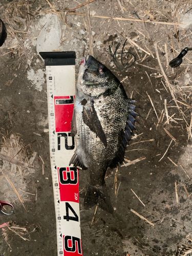 チヌの釣果