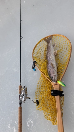 アメマスの釣果
