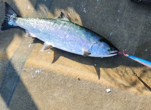 サクラマスの釣果