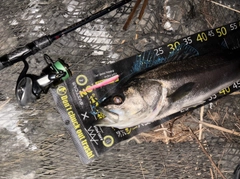 シーバスの釣果