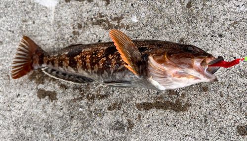 アブラコの釣果