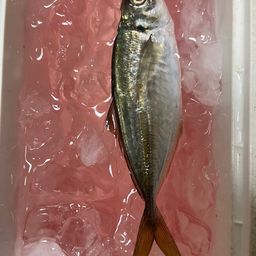 セイゴ（ヒラスズキ）