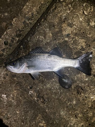 セイゴ（マルスズキ）の釣果