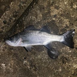 セイゴ（マルスズキ）