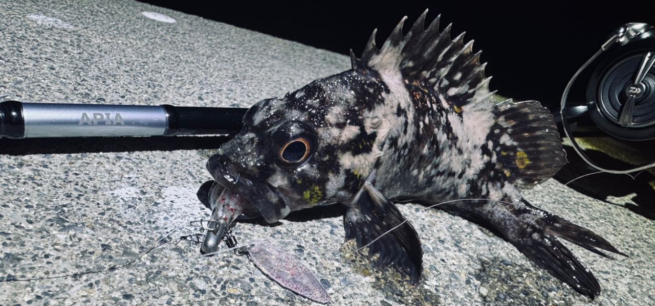 オウゴンムラソイ