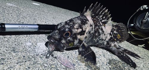 オウゴンムラソイの釣果