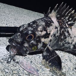 オウゴンムラソイ