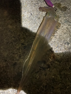 ヤリイカの釣果