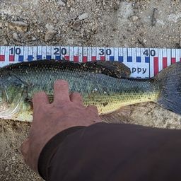 ラージマウスバス