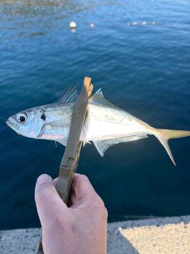 マアジの釣果