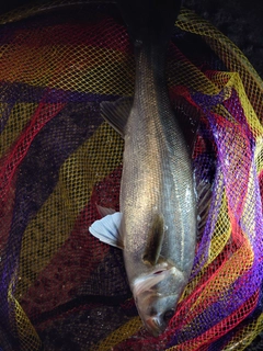スズキの釣果