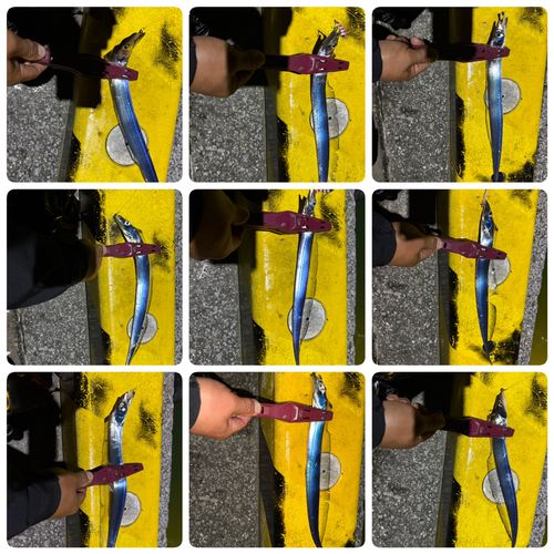 タチウオの釣果